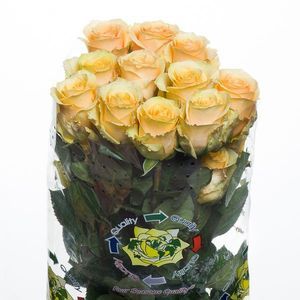 ROSE BUTTER SCOTCH 50